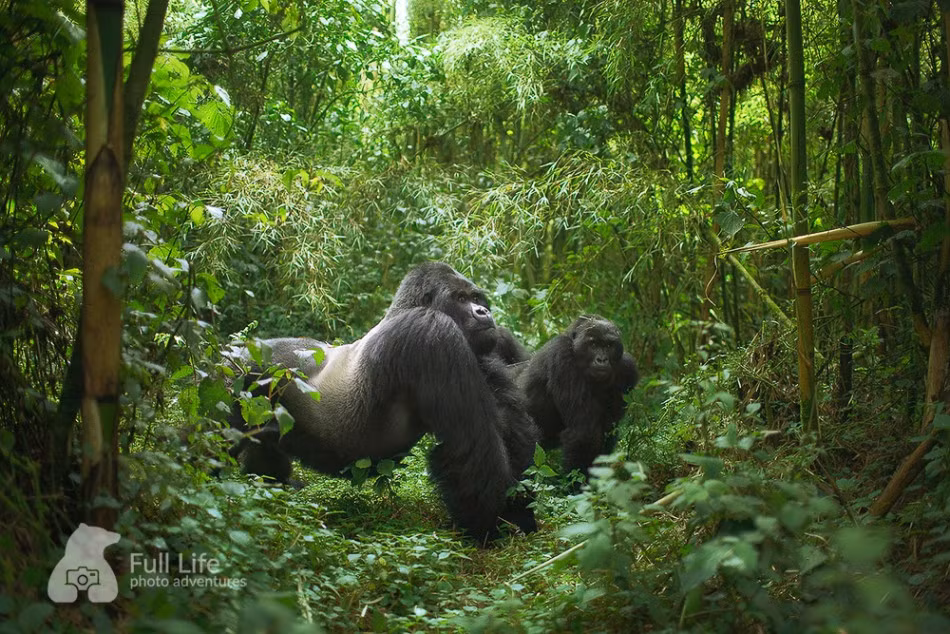 Một con khỉ đột đang khoe dáng vẻ hùng dũng của mình.