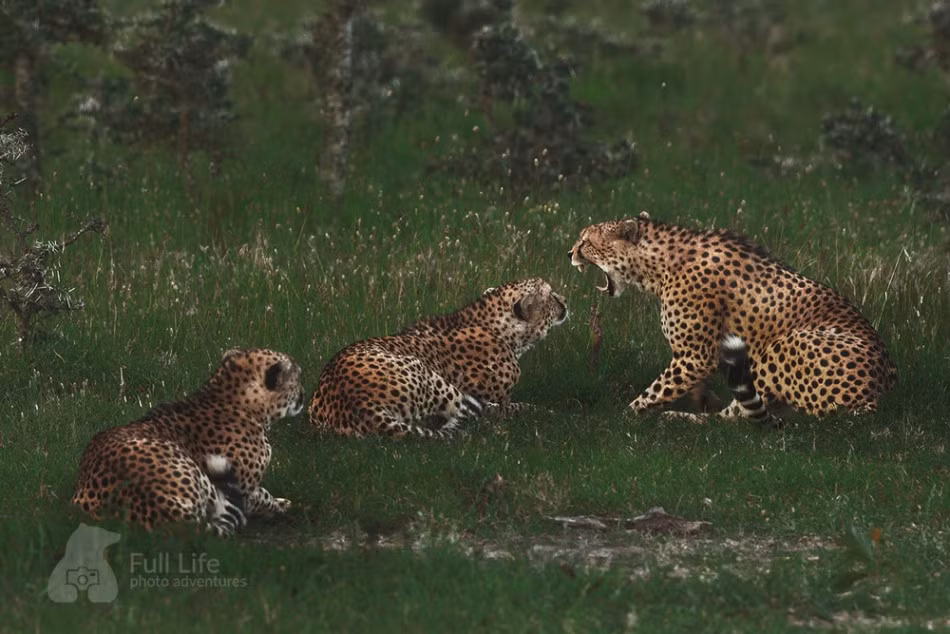 Loạt ảnh là cống hiến của nghệ sĩ, nhiếp ảnh gia động vật hoang dã Karim Sahai trong suốt 20 năm. Trong ảnh là một con báo đốm đang vô cùng bực tức xả giận lên con mình vì nhũng đứa con đã bướng bỉnh không nghe lời mẹ, suýt chút nữa gặp nguy hiểm.