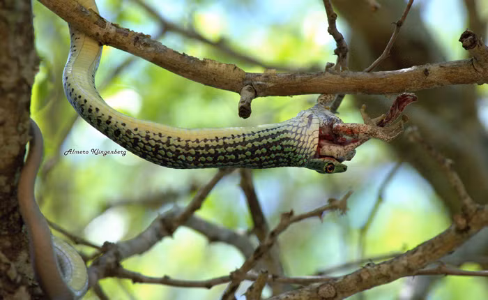 Rất nhanh sau khi con ếch không còn kháng cự, con rắn thoải mái há rộng miệng, nhanh nhẹn nuốt chửng con ếch xấu số vào bụng, kết thúc bữa sáng đầy máu me của mình.