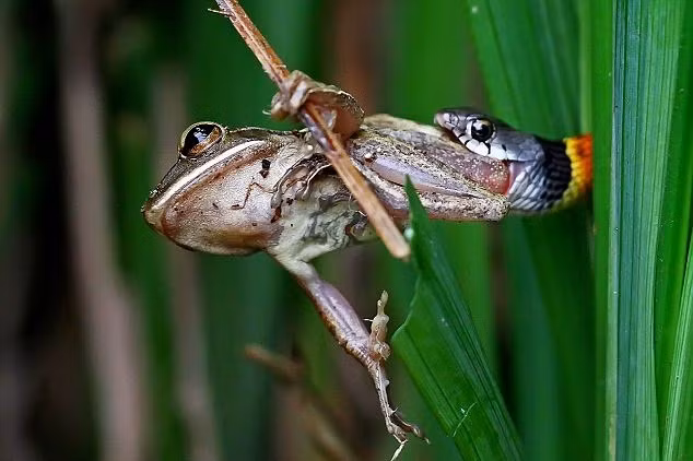 Việc làm thịt một con ếch có vẻ là việc cực kỳ dễ dàng đối với những sát thủ máu lạnh họ nhà rắn.