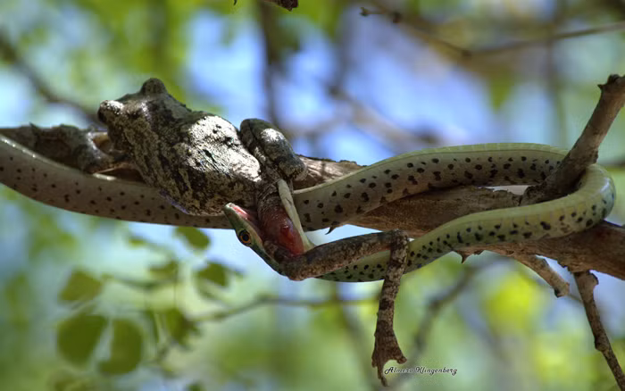 Nhiệt độ tăng cao sau những ngày lạnh lẽo khiến rắn đói bụng, sinh vật quyết định rời khỏi nơi ở của mình và săn mồi. Không may cho một con ếch, nó đã lọt vào tầm ngắm tử thần của rắn.
