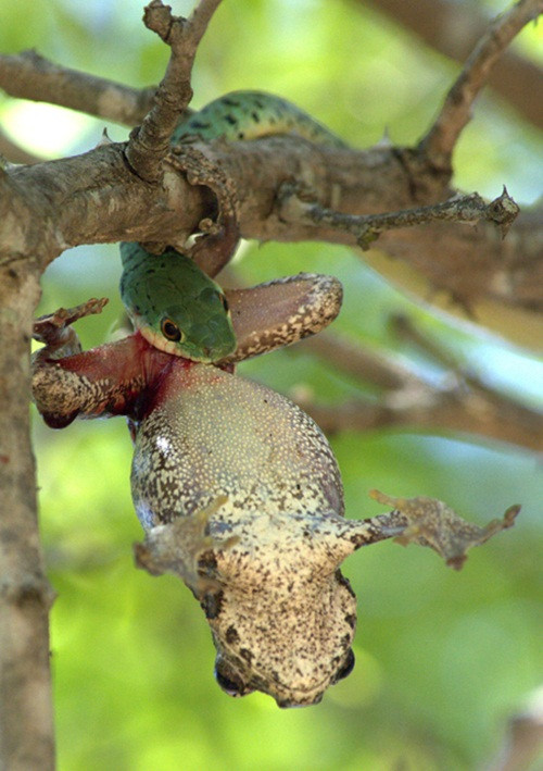 Nhiếp ảnh gia Almero Klingenberg trong khi khám phá thiên nhiên hoang dã ở khu bảo tồn động vật hoang dã Bushwise Safari Lodge, Nam Phi đã nắm bắt được khoảnh khắc ngoạn mục khi một con rắn làm thịt một con ếch và thản nhiên thưởng thức bữa sáng đẫm máu của mình.
