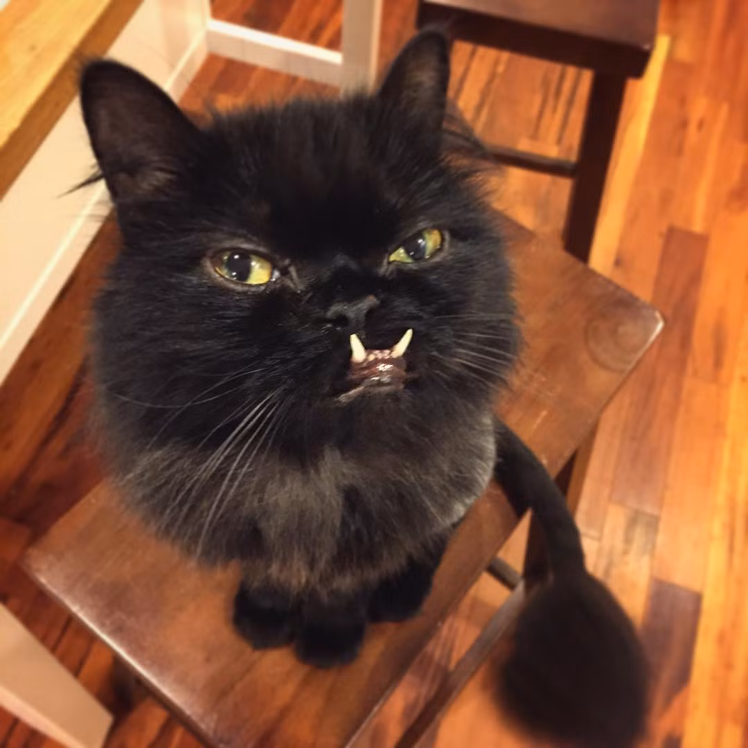 Người chủ này đã lập cho cô mèo đặc biệt một tài khoản Instagram và update những hình ảnh về cuộc sống thường ngày của Monster Truck.