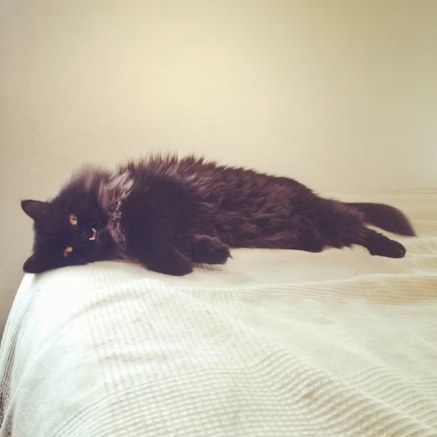 Xem thêm một số hình ảnh khác của cô mèo Monster Truck nổi tiếng.