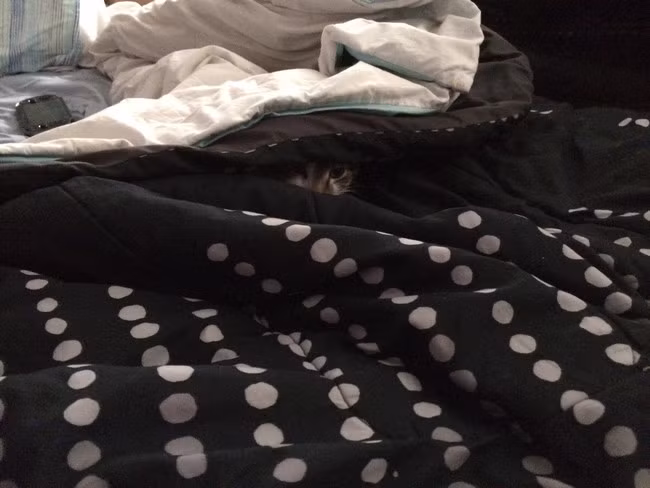 Lợi dụng môi trường xung quanh để giấu mình, chú mèo thông minh này đang mưu đồ làm chuyện xấu.