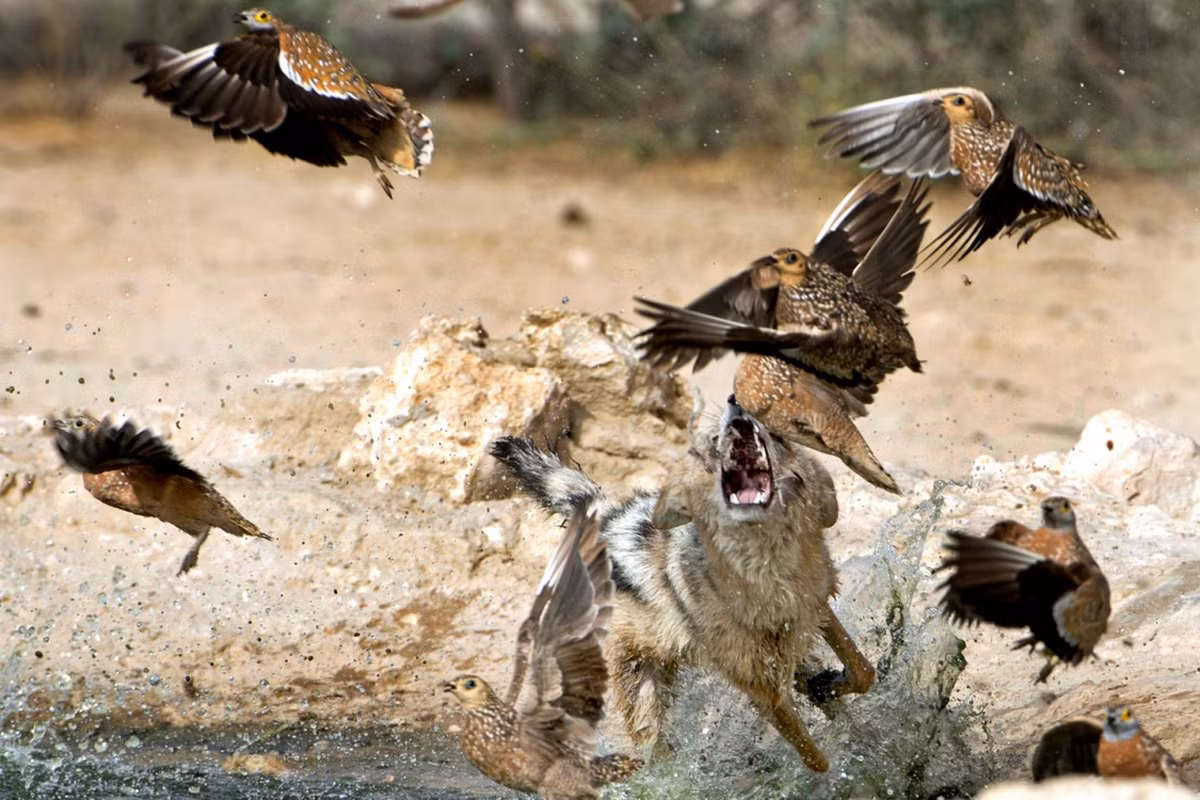 Nhiếp ảnh gia nghiệp dư người Australia, Jenny Andersen đã may mắn chụp lại được khoảnh khắc ấn tượng này.