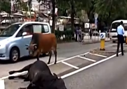 Trước khi bị đuổi đi, những con bò lần lượt bày tỏ sự thương tiếc với bạn mình, nhìn người bạn xấu số lần cuối trước khi xác bạn bị những người công nhân đưa đi.