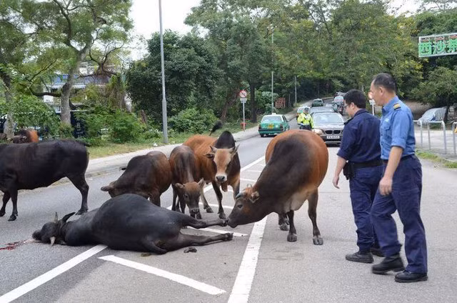 Sau khi nó ngã xuống, cả đàn bò quay lại và đau lòng thấy cảnh đồng loại trong đàn đã không còn động đậy.