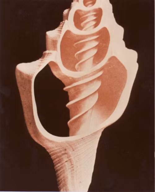 Vỏ ốc trong chùm ảnh động thực vật trên Trái Đất gồm cá, bò sát, côn trùng.