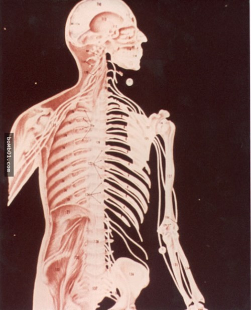 Một số đưa ra chi tiết về giải phẫu, quá trình sinh sản, để người ngoài hành tinh có cái nhìn rõ hơn về sinh học con người. Có 8 ảnh giải phẫu người được ghi trong đĩa vàng.