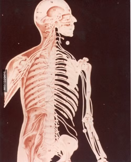 Một số đưa ra chi tiết về giải phẫu, quá trình sinh sản, để người ngoài hành tinh có cái nhìn rõ hơn về sinh học con người. Có 8 ảnh giải phẫu người được ghi trong đĩa vàng.