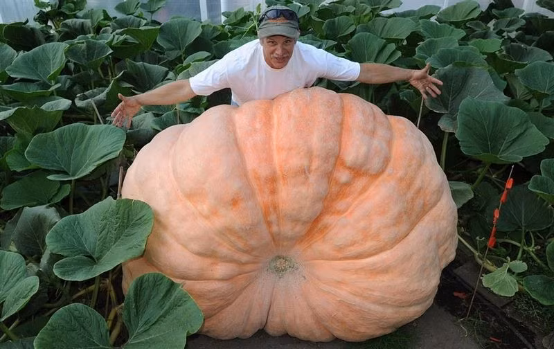 Đó là bởi, mùa sinh trưởng ở Alaska không có đêm đen đằng đẵng. Alaska nằm gần cực Bắc, nơi được hưởng 19 giờ nắng mỗi ngày trong suốt mùa hè và ở đỉnh cao của mùa trồng trọt. Thêm giờ nắng, thêm ánh sáng mặt trời, những thực vật ở mảnh đất này liên tục phát triển. Những người làm vườn ở đây cũng chú ý nhân giống và phát triển một số loại rau củ lớn nhất thế giới.