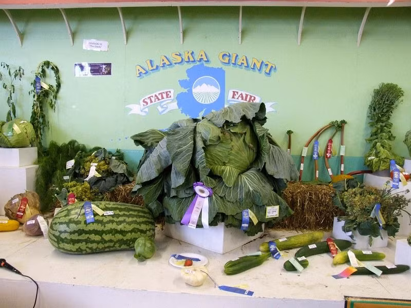 Những loại rau củ có kích thước khủng, chất lượng vượt trội đều được vinh danh tại hội chợ.