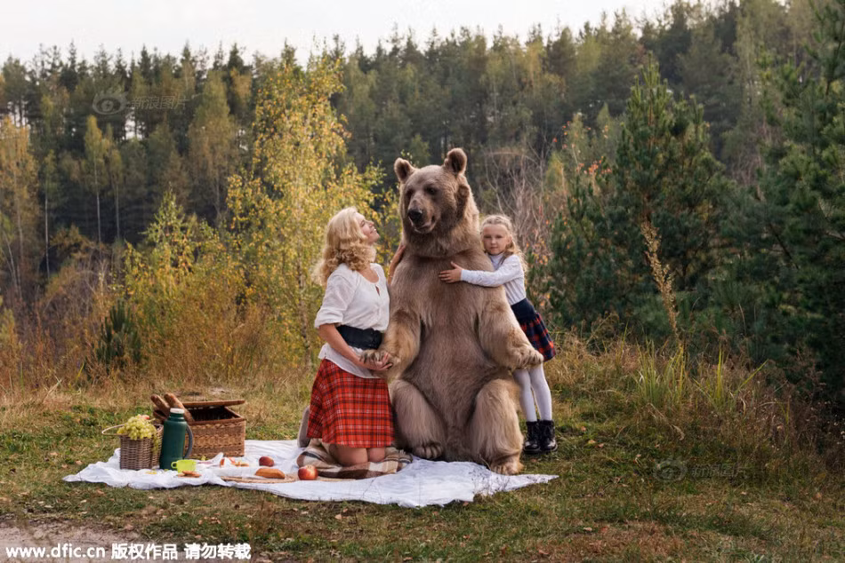 Sự tương tác cực tốt giữa chú gấu nâu khổng lồ hiền lành khiến cho khung cảnh trở nên hài hòa, ấn tượng, hệt như một câu chuyện "Người đẹp và quái vật" thời hiện đại.