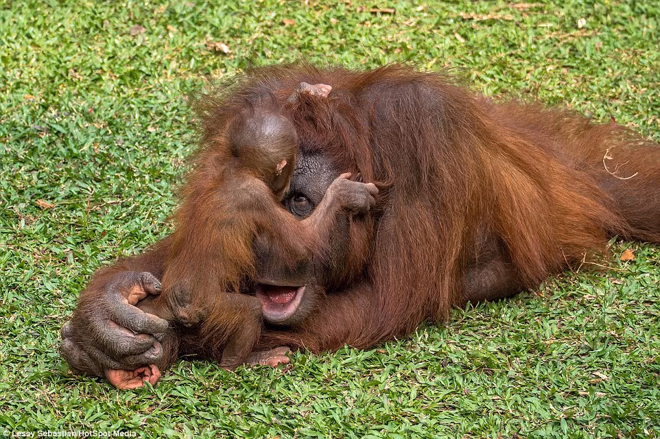 Những khoảnh khắc tuyệt đẹp về tình mẫu tử của mẹ con đười ươi được nhiếp ảnh gia Lessy Sebastian chụp được tại công viên Taman Safari, Indonesia khiến nhiều người không khỏi cảm động.