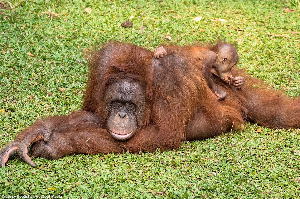 Đười ươi mẹ mệt mỏi nằm dài ra trên nền cỏ nhưng con con vẫn khăng khăng đòi chơi ú òa với mẹ.