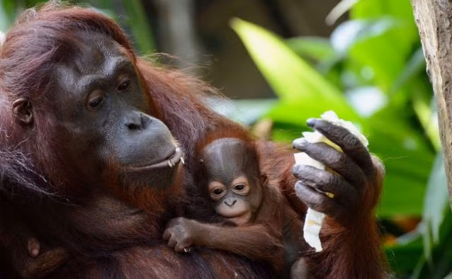 Veera đang dựa vào mẹ mình, cảm nhận từng chút một thế giới rộng lớn trong vòng tay mẹ.