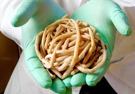 8. Giun đũa Ascaris, chỉ cần nuốt phải trứng của loài giun này, người bệnh sẽ phải chịu đựng một cái chết rất đau đớn khi giun đũa sát thủ phát triển, sinh sôi, gây tổn thương nội tạng nặng nề. Giun đũa Ascaris là sát thủ động vật phải chịu trách nhiệm cho 2.500 ca tử vong mỗi năm.