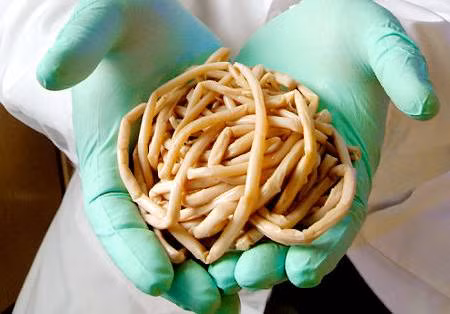 8. Giun đũa Ascaris, chỉ cần nuốt phải trứng của loài giun này, người bệnh sẽ phải chịu đựng một cái chết rất đau đớn khi giun đũa sát thủ phát triển, sinh sôi, gây tổn thương nội tạng nặng nề. Giun đũa Ascaris là sát thủ động vật phải chịu trách nhiệm cho 2.500 ca tử vong mỗi năm.