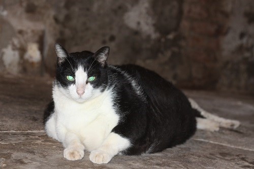 Miu thích uống sữa và thích cả tắm, không giống như đa số con mèo khác ghét đụng chạm vào nước.