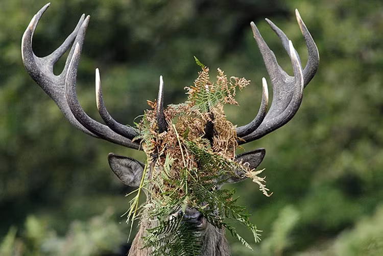 Không thể nhớ nổi tối qua đã làm gì vì quá say, chú hươu này đành lấy tạm cây cỏ che mặt cho đỡ xấu hổ.