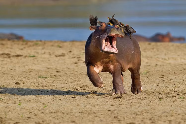 Biểu cảm của con hà mã trông chẳng khác nào những bệnh nhân bị sâu răng sợ hãi bỏ trốn khi phải ép đến gặp nha sĩ để chữa bệnh.