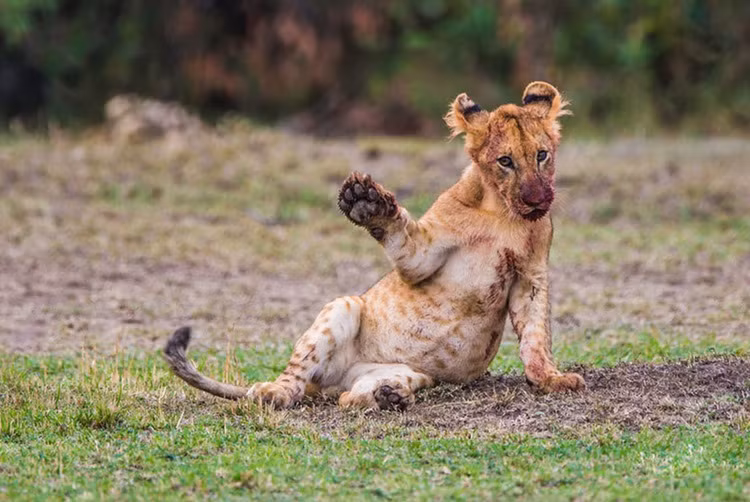 Tuy đang say mồi nhưng khi thấy máy ảnh lia đến sư tử con vẫn gắng gượng làm dáng.