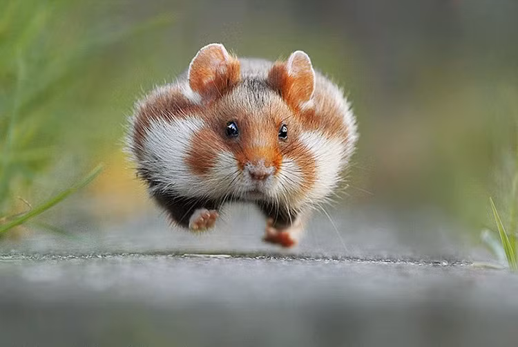 Quyết tâm giảm béo, sáng nào chú chuột này cũng dành thời gian chạy bộ.