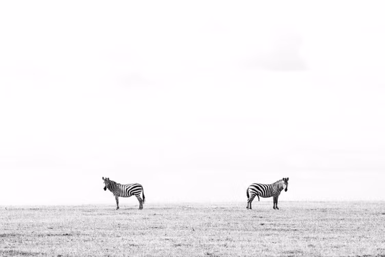 Khoảnh khắc khi ngựa vằn gặp bạn tình cũ, cả hai ngó lơ giả vờ không quen biết.