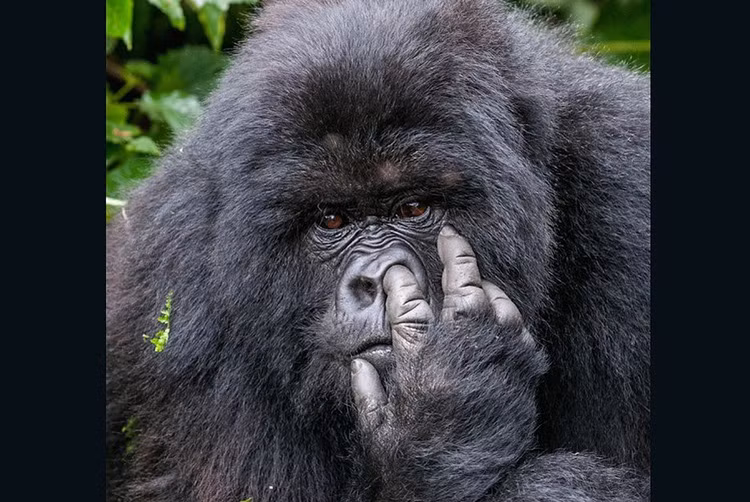 Ngoáy mũi bị bắt gặp là một trong những khoảnh khắc ngượng ngùng nhất của động vật.