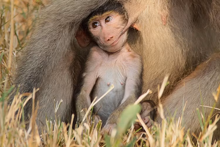 Bú ti mẹ bị bắt gặp, khỉ con ngượng ngùng nhìn sang hướng khác.