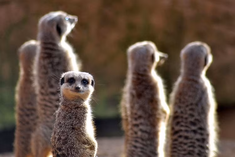 Khi vượn cáo phát hiện có máy ảnh hướng về phía mình, mặc kệ bạn bè, chú ta cũng phải cười duyên.