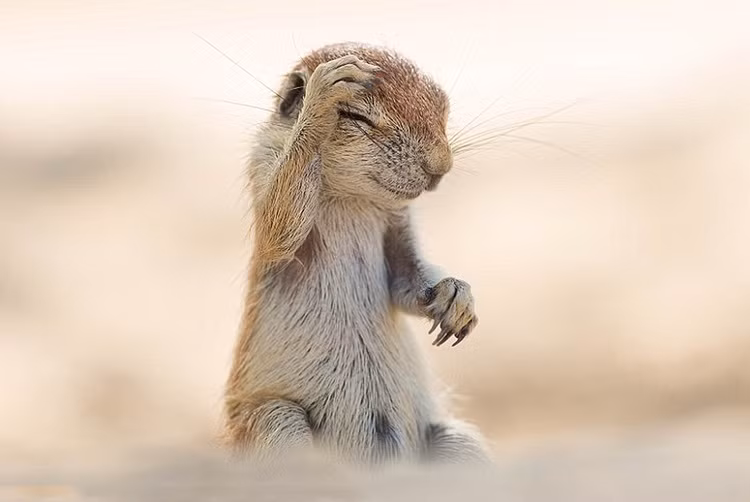 Sau một đêm say sưa, chú sóc này đành ngượng ngùng gãi đầu cười trừ nhận lỗi với bà xã.