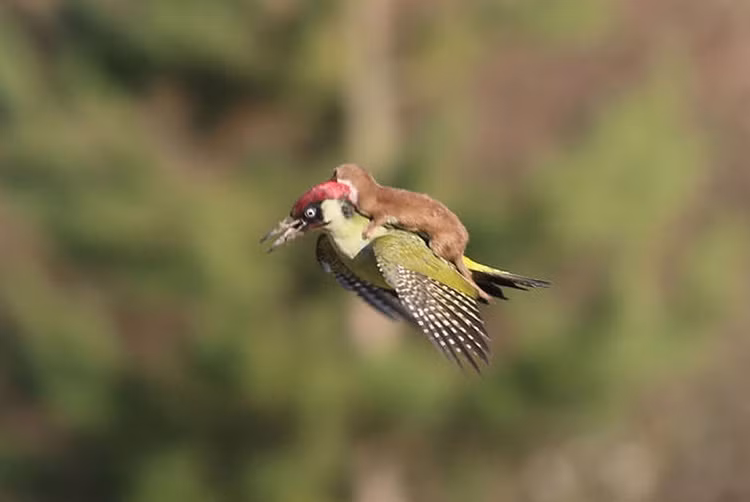 Sóc say rượu được một con chim cho "quá giang" về hay chăng?