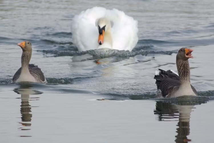 Trêu ghẹo thiên nga thành công, hai chú ngỗng rẽ nước chạy trốn vì bị đuổi.