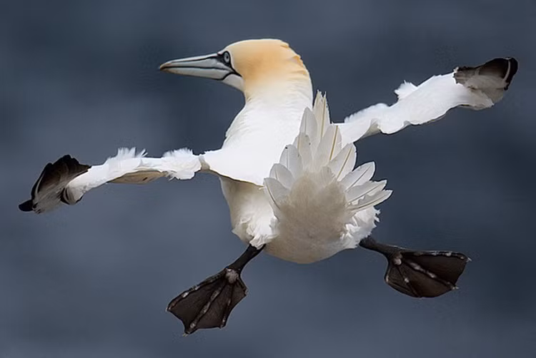 Màn bay lượn đầy hứng khởi của chú chim vừa tìm được bạn tình.