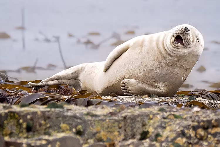 Sư tử biển cười híp mắt không cần biết trời đất là gì.