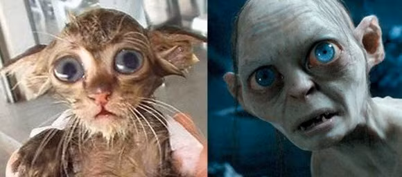 Chú mèo con này có ngoại hình giống hệt như quỷ lùn tộc hobbit trong bộ phim bom tấn "Chúa tể của những chiếc nhẫn". Thú cưng của bạn có thể trông giống hệt nhân vật trong một bộ phim nào đó.