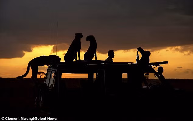 Khi Dhaval Shah và Upesh Mungra đang chiêm ngưỡng và quan sát không gian, thiên nhiên ở khu bảo tồn thì bất chợt một gia đình nhà báo gấm nhảy lên xe ô tô.