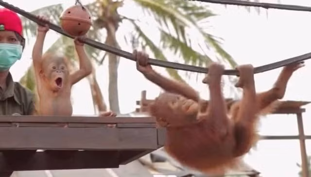 Ngạc nhiên với những kỹ năng chưa được khám phá của mình, Rickina bắt đầu hứng thú và làm quen, làm thân với những con đười ươi khác có chung số phận.