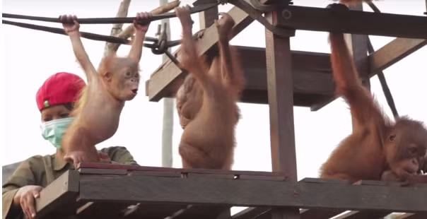 Cô bé cũng thường xuyên giúp đỡ những con đười ươi tội nghiệp khác.