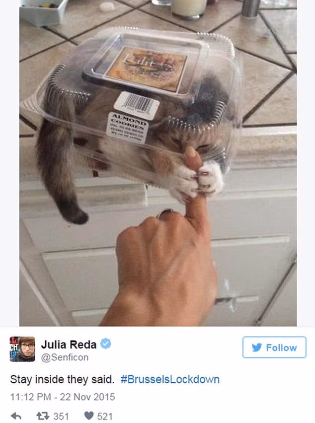 Bên cạnh những bức ảnh đáng yêu của loài mèo, người dùng Twitter còn không quên viết caption thể hiện rõ sự "nguy hiểm" của các chiến binh mèo kèm theo hashtag "Brusselslockdown".
