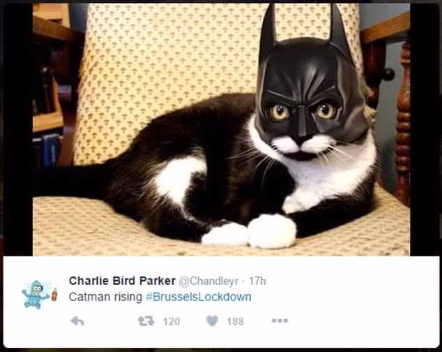 Sự trỗi dậy của người Mèo.