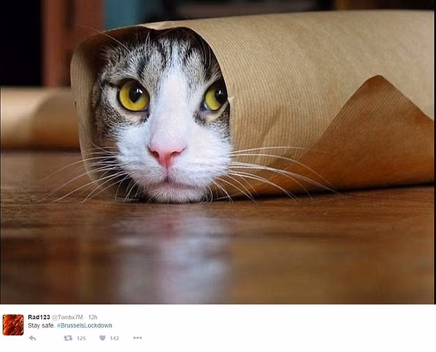 Bên cạnh những bức ảnh về chiến binh mèo chống khủng bố, cũng có những người lên tiếng cảnh báo, dặn dò mọi người hãy ở yên trong nhà để đảm bảo an toàn cũng như tạo điều kiện thuận lợi cho cảnh sát làm việc.