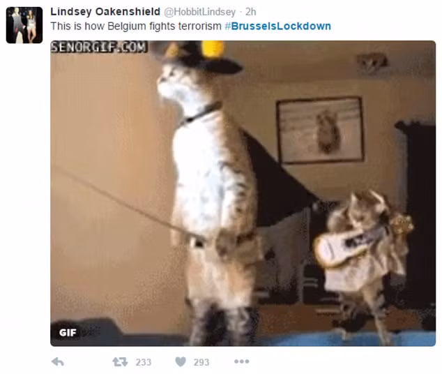 Mèo đi hia cũng ra trận chống khủng bố.