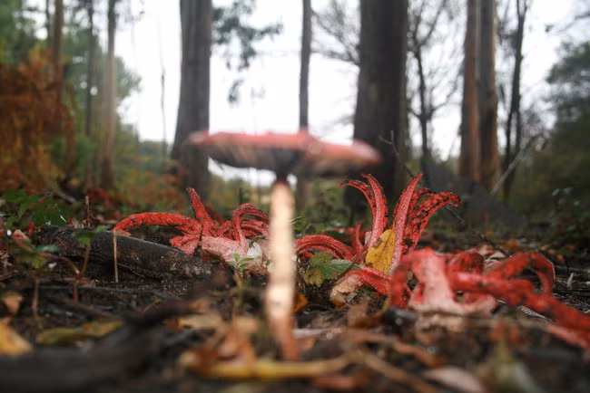 Thông thường nấm tay quỷ có từ 4 đến 7 cánh.