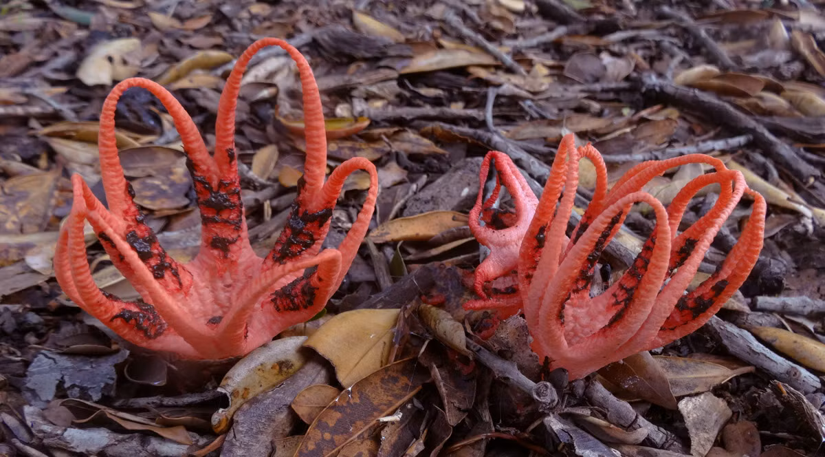 Về mặt sinh học, nấm tay quỷ có hình dạng và mùi hương khiến người ta ghét bỏ nhưng không có độc, hoàn toàn có thể ăn được.
