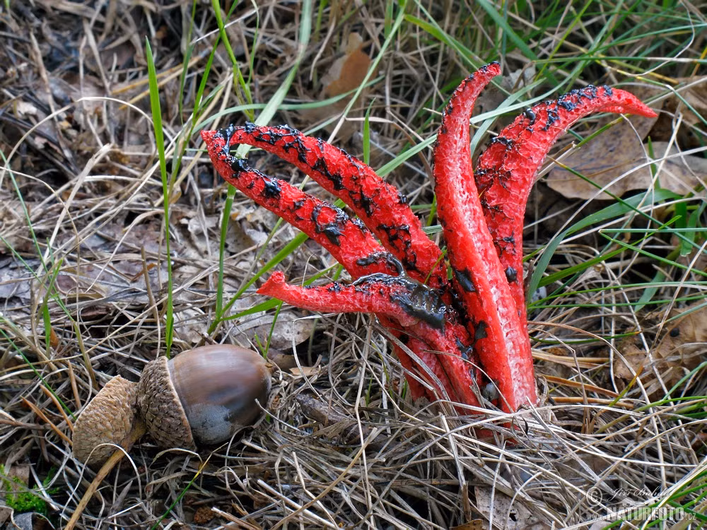 Nấm tay quỷ có màu sắc rất nổi bật.