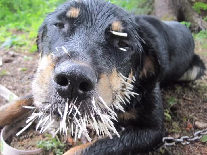 Khuôn mặt tội nghiệp của chú chó lỡ dại động vào loài động vật gai góc nhất trái đất.