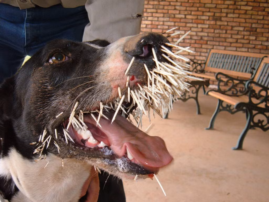 Hậu quả của việc trêu ghẹo những con nhím là không thể tưởng tượng được.